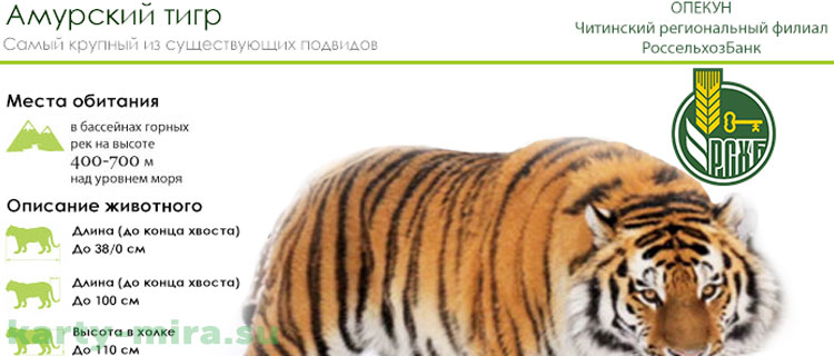 Карта амурский тигр Россельхозбанка к вкладу условия - есть решение
